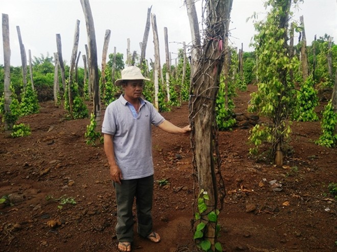 Tây nguyên: Tiếp tục lên cơn sốt trồng tiêu