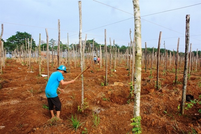 Tây nguyên: Tiếp tục lên cơn sốt trồng tiêu