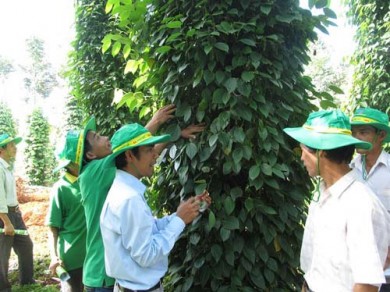 Phân bón Phú Mỹ giúp tăng năng suất cây hồ tiêu